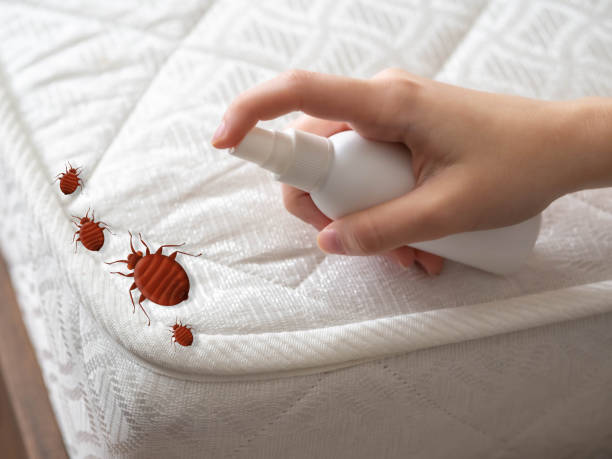 Best Spider Control Near Me  in Shreve, OH