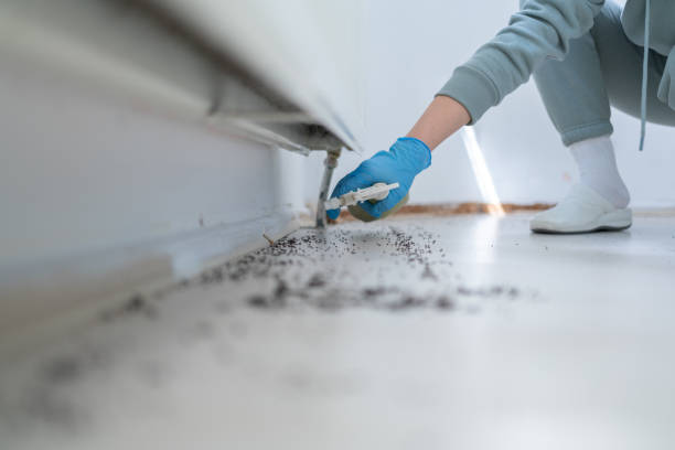 Best Termite Control Services  in Shreve, OH